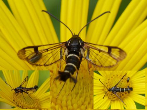 Réf. 207 688 : Synanthedon tipuliformis